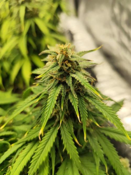 Jelly Donutz Auto 🍩. Week 8 - 14.08.2026