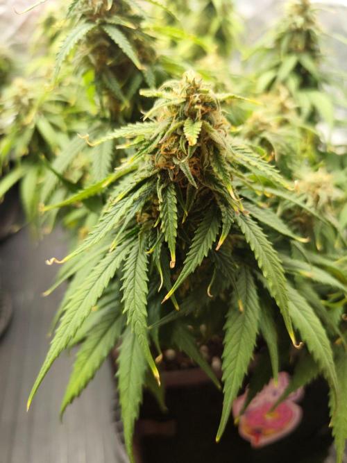 Jelly Donutz Auto 🍩. Week 8 - 14.08.2026