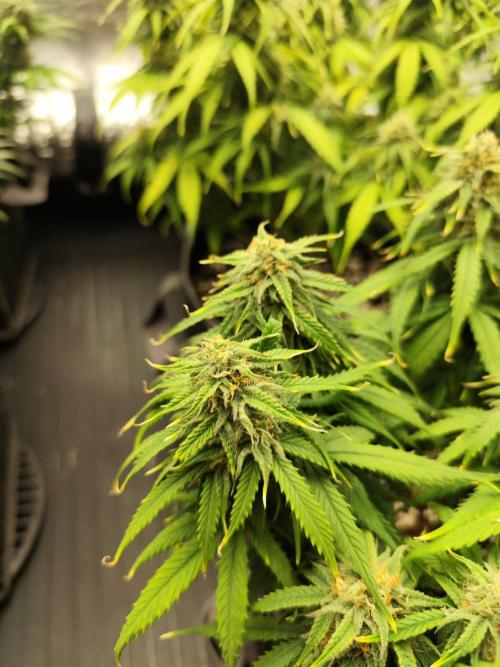 Jelly Donutz Auto 🍩. Week 8 - 14.08.2026