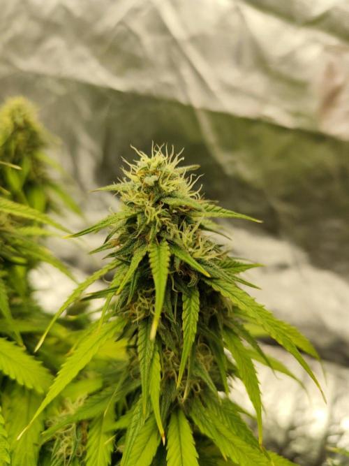 Jelly Donutz Auto 🍩. Week 8 - 14.08.2026