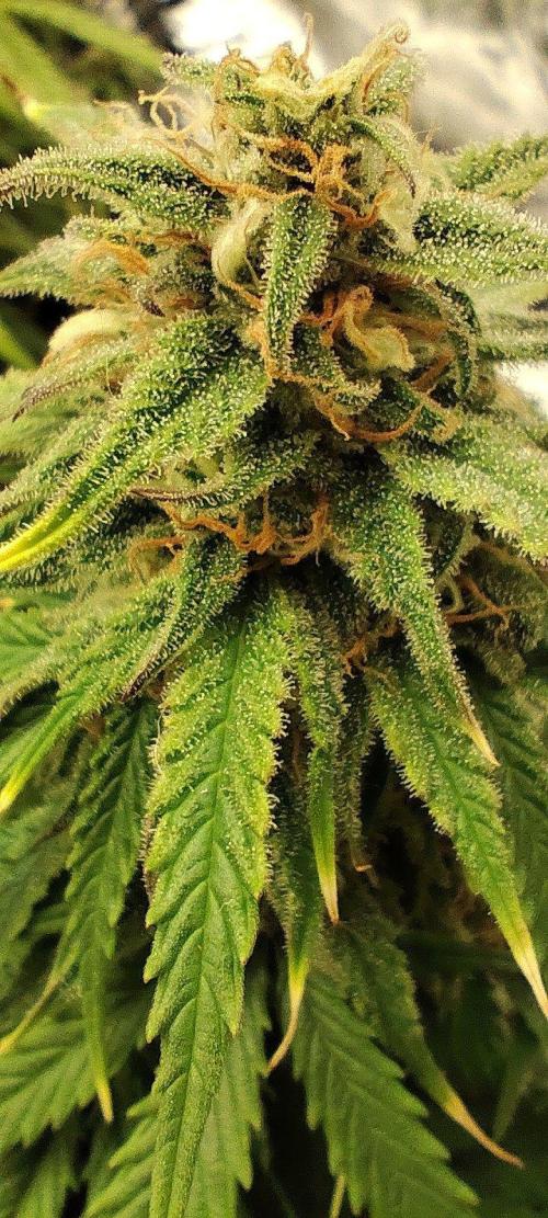Jelly Donutz Auto 🍩. Week 8 - 14.08.2026