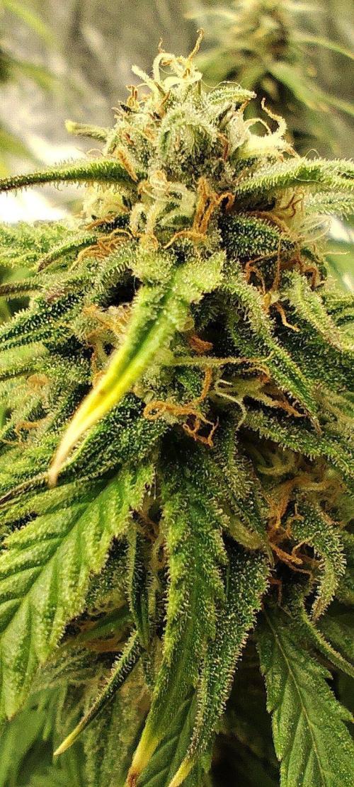 Jelly Donutz Auto 🍩. Week 8 - 14.08.2026
