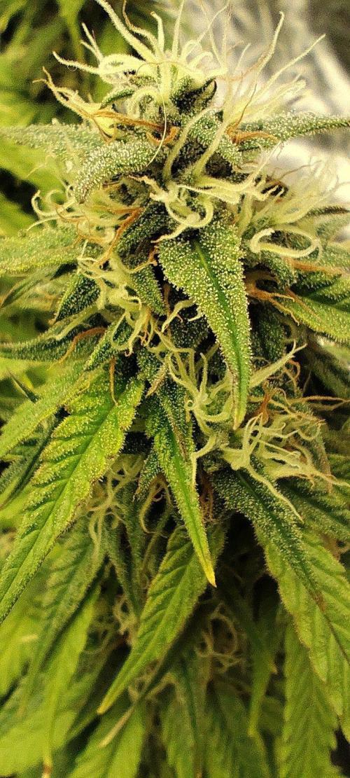 Jelly Donutz Auto 🍩. Week 8 - 14.08.2026