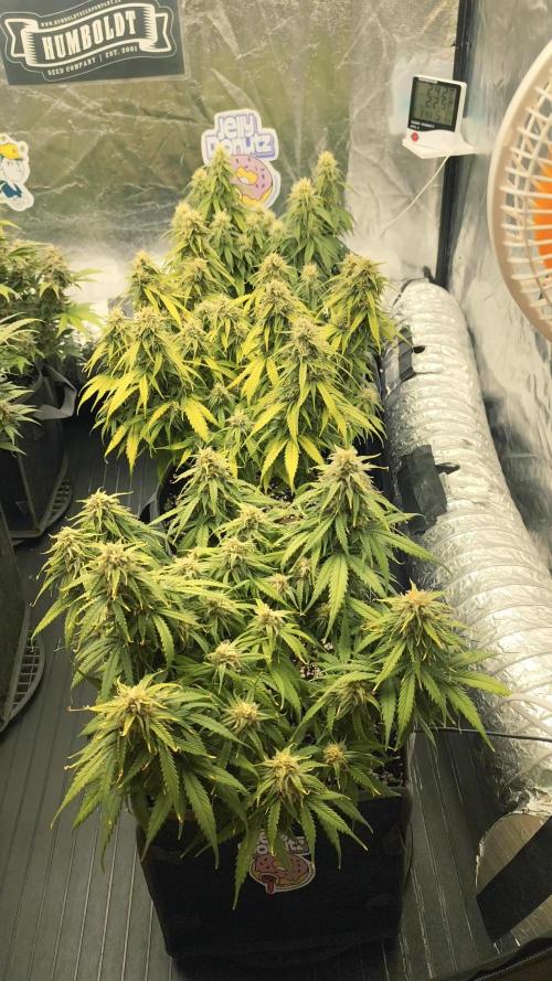 Jelly Donutz Auto 🍩