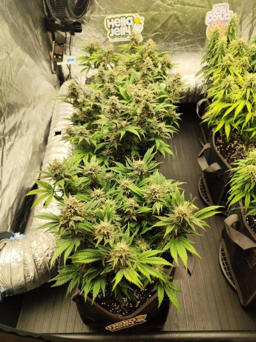 Hella Jelly Auto 🍯🌿. Week 8 - 14.08.2026