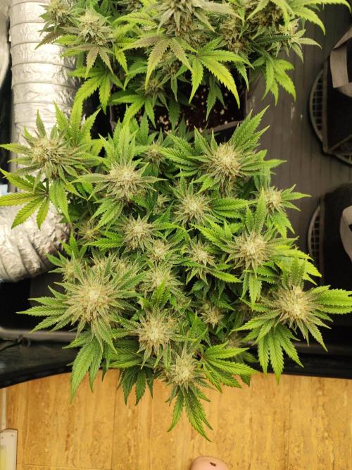 Hella Jelly Auto 🍯🌿. Week 8 - MOCHI