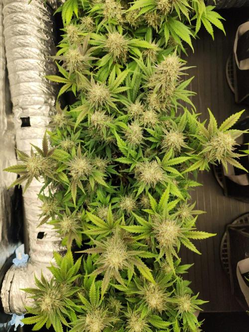 Hella Jelly Auto 🍯🌿. Week 8 - JINX