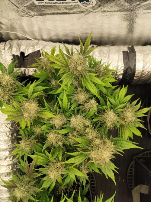 Hella Jelly Auto 🍯🌿. Week 8 - JELLYBEAN 
