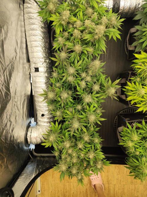 Hella Jelly Auto 🍯🌿. Week 8 - 14.08.2026