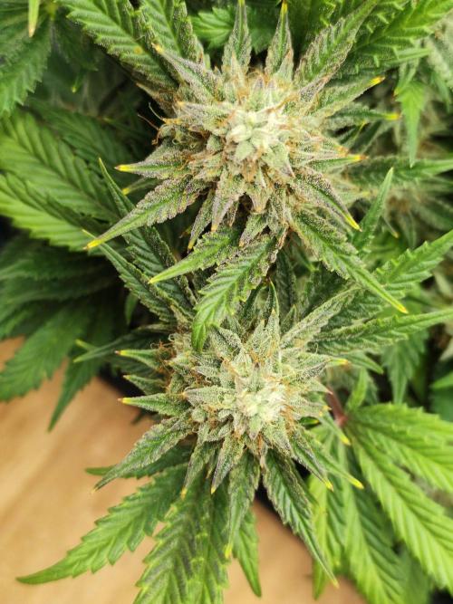 Hella Jelly Auto 🍯🌿. Week 8 - 14.08.2026
