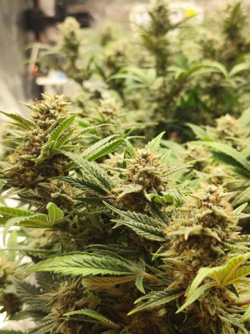 Hella Jelly Auto 🍯🌿. Week 8 - 14.08.2026