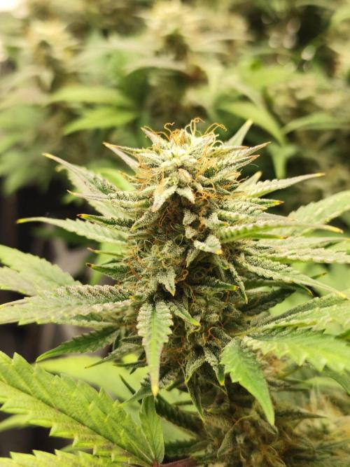 Hella Jelly Auto 🍯🌿. Week 8 - 14.08.2026