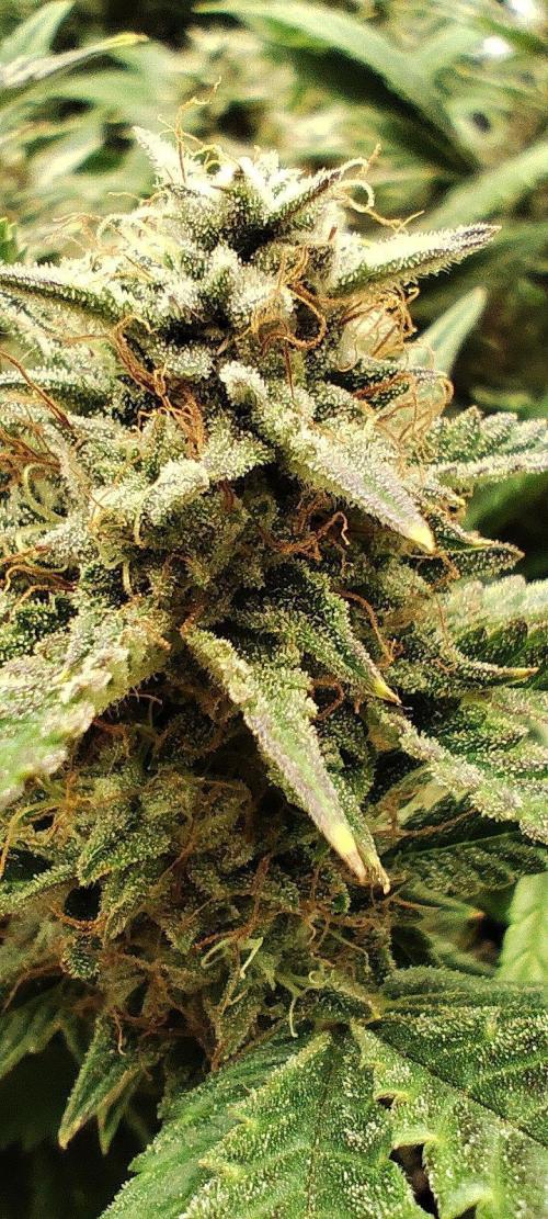 Hella Jelly Auto 🍯🌿. Week 8 - 14.08.2026