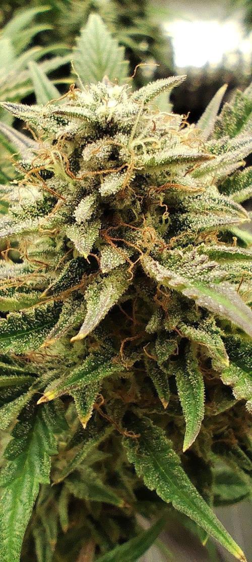 Hella Jelly Auto 🍯🌿. Week 8 - 14.08.2026