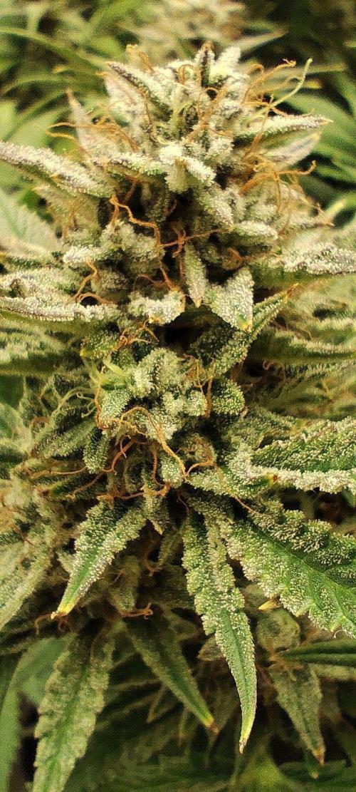 Hella Jelly Auto 🍯🌿. Week 8 - 14.08.2026