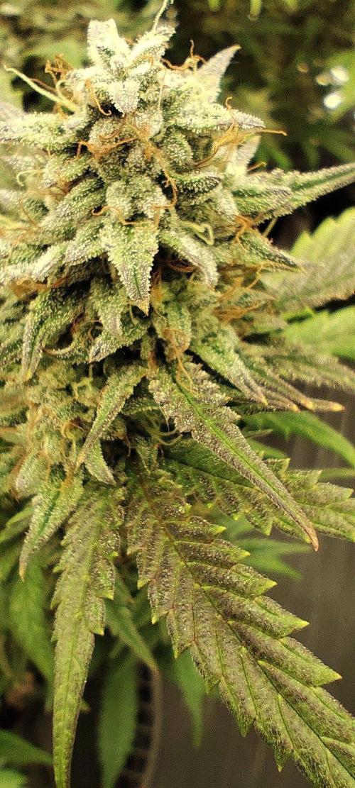 Hella Jelly Auto 🍯🌿. Week 8 - 14.08.2026