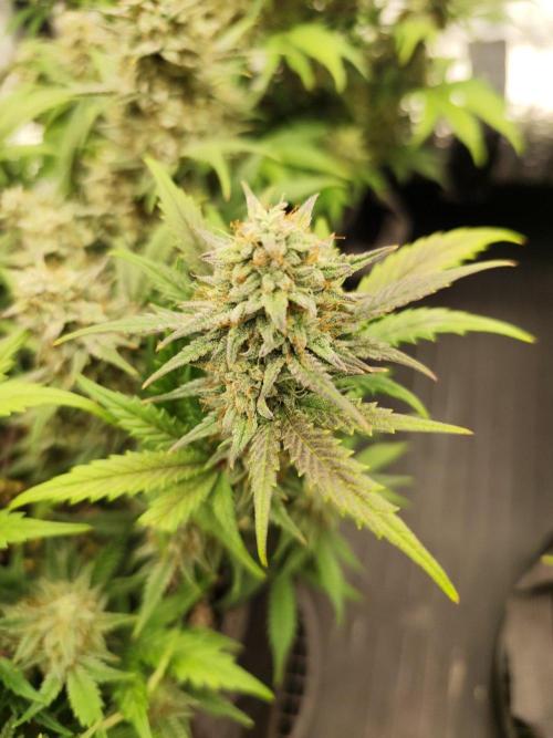 Hella Jelly Auto 🍯🌿. Week 8 - 14.08.2026