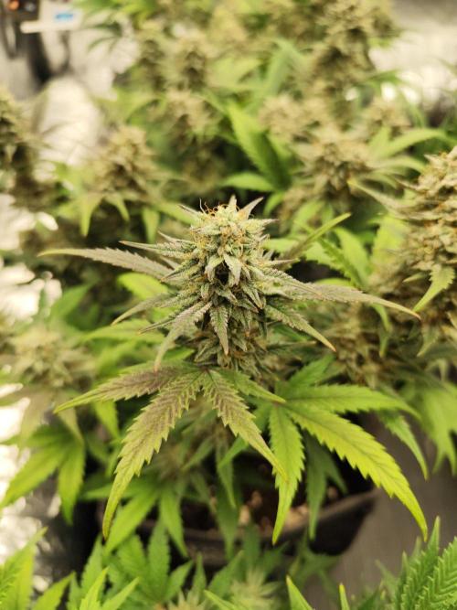 Hella Jelly Auto 🍯🌿. Week 8 - 14.08.2026