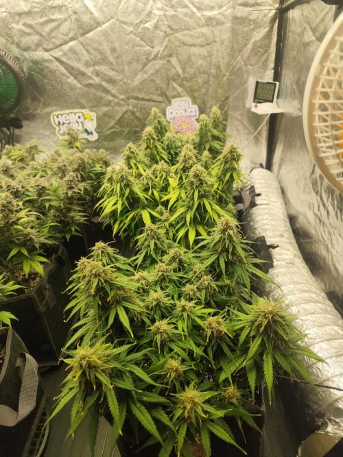 Jelly Donutz Auto 🍩. Week 9 - 19.08.2026