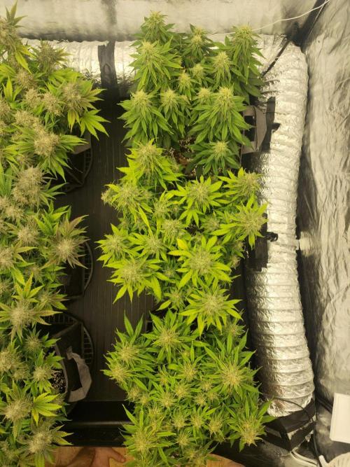 Jelly Donutz Auto 🍩. Week 9 - 19.08.2026