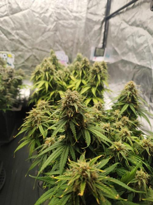 Jelly Donutz Auto 🍩. Week 9 - 19.08.2026