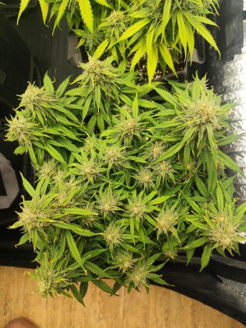 Jelly Donutz Auto 🍩. Week 9 - SPRINKLES 