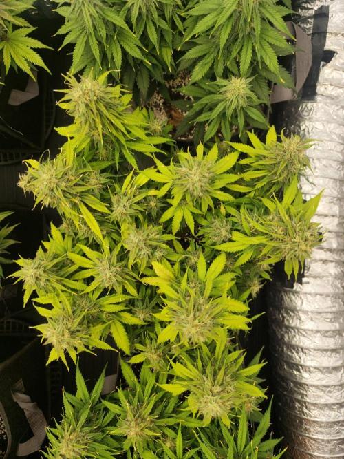 Jelly Donutz Auto 🍩. Week 9 - MAPLE