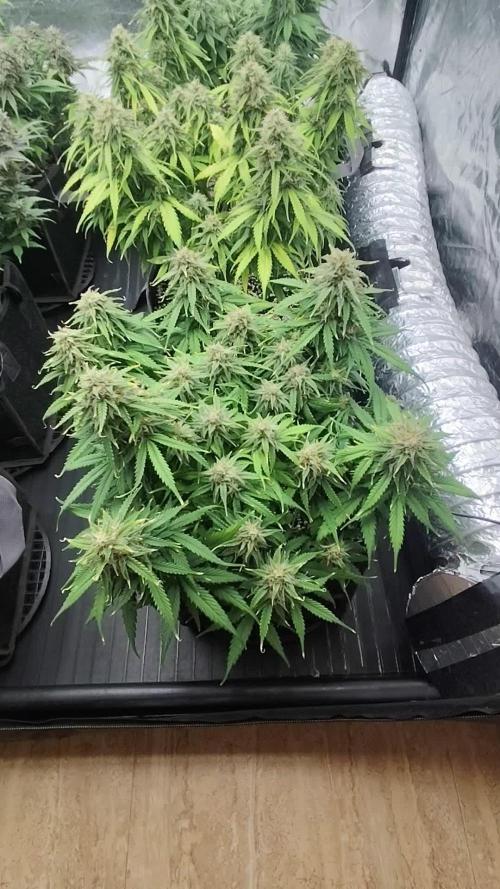 Jelly Donutz Auto 🍩