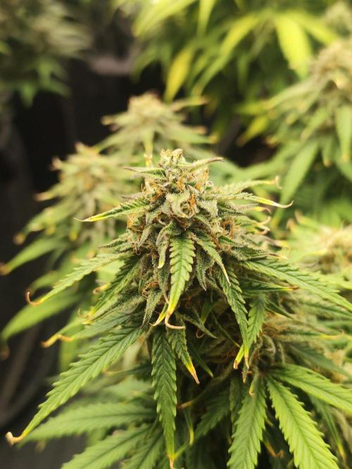 Jelly Donutz Auto 🍩. Week 9 - 19.08.2026