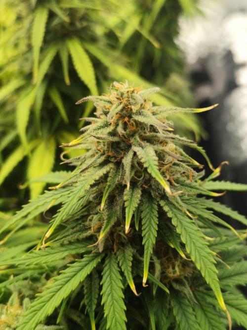 Jelly Donutz Auto 🍩. Week 9 - 19.08.2026