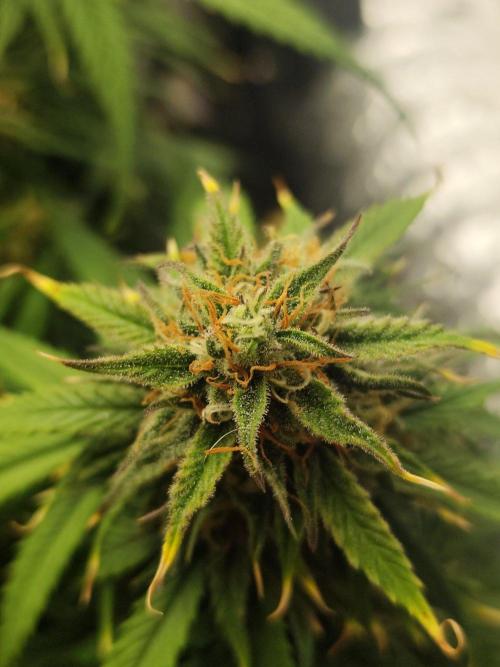 Jelly Donutz Auto 🍩. Week 9 - 19.08.2026