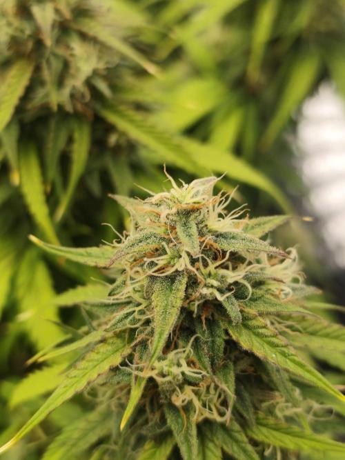Jelly Donutz Auto 🍩. Week 9 - 19.08.2026
