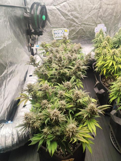 Hella Jelly Auto 🍯🌿. Week 9 - 19.08.2026