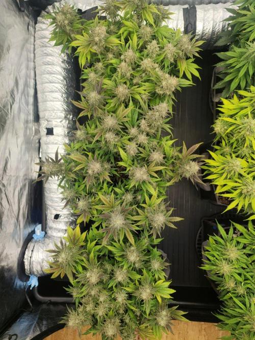 Hella Jelly Auto 🍯🌿. Week 9 - 19.08.2026