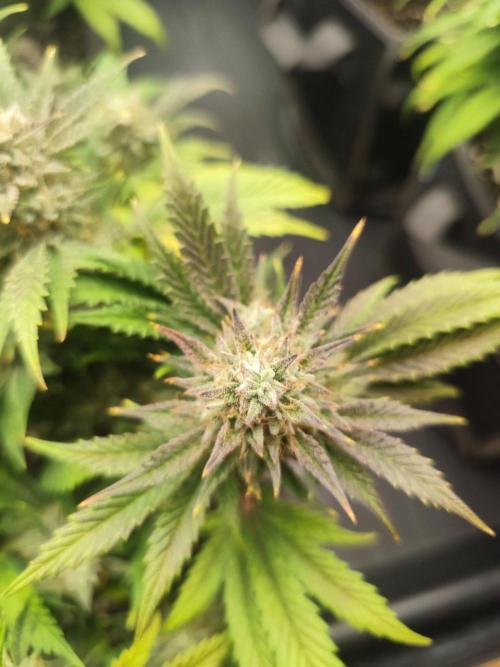 Hella Jelly Auto 🍯🌿. Week 9 - 19.08.2026