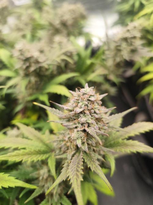 Hella Jelly Auto 🍯🌿. Week 9 - 19.08.2026