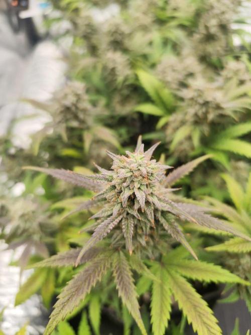 Hella Jelly Auto 🍯🌿. Week 9 - 19.08.2026