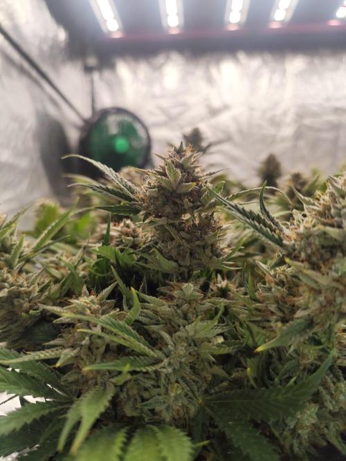 Hella Jelly Auto 🍯🌿. Week 9 - 19.08.2026