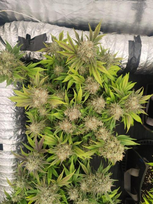 Hella Jelly Auto 🍯🌿. Week 9 - JELLYBEAN