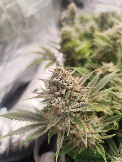 Hella Jelly Auto 🍯🌿. Week 9 - 19.08.2026