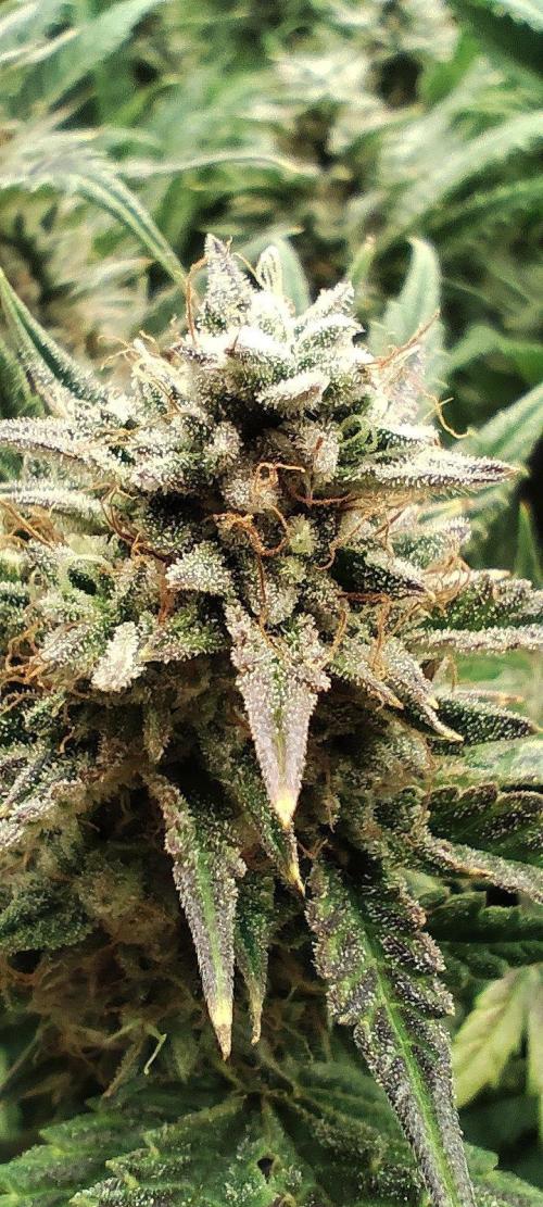 Hella Jelly Auto 🍯🌿. Week 9 - 19.08.2026