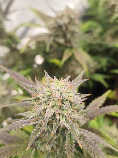 Hella Jelly Auto 🍯🌿. Week 9 - 19.08.2026