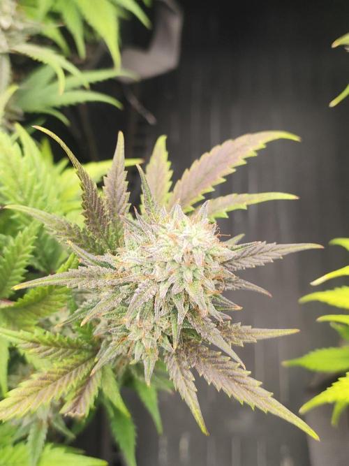 Hella Jelly Auto 🍯🌿. Week 9 - 19.08.2026
