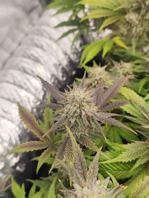 Hella Jelly Auto 🍯🌿. Week 9 - 19.08.2026