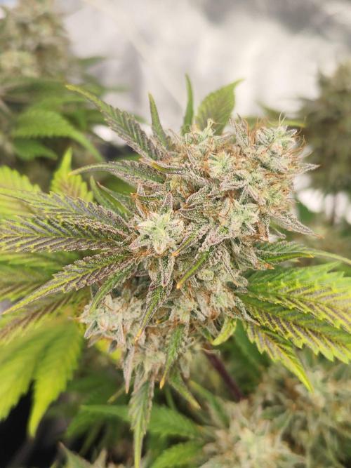 Hella Jelly Auto 🍯🌿. Week 9 - 19.08.2026