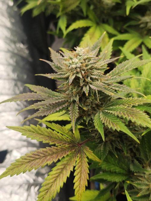 Hella Jelly Auto 🍯🌿. Week 9 - 19.08.2026