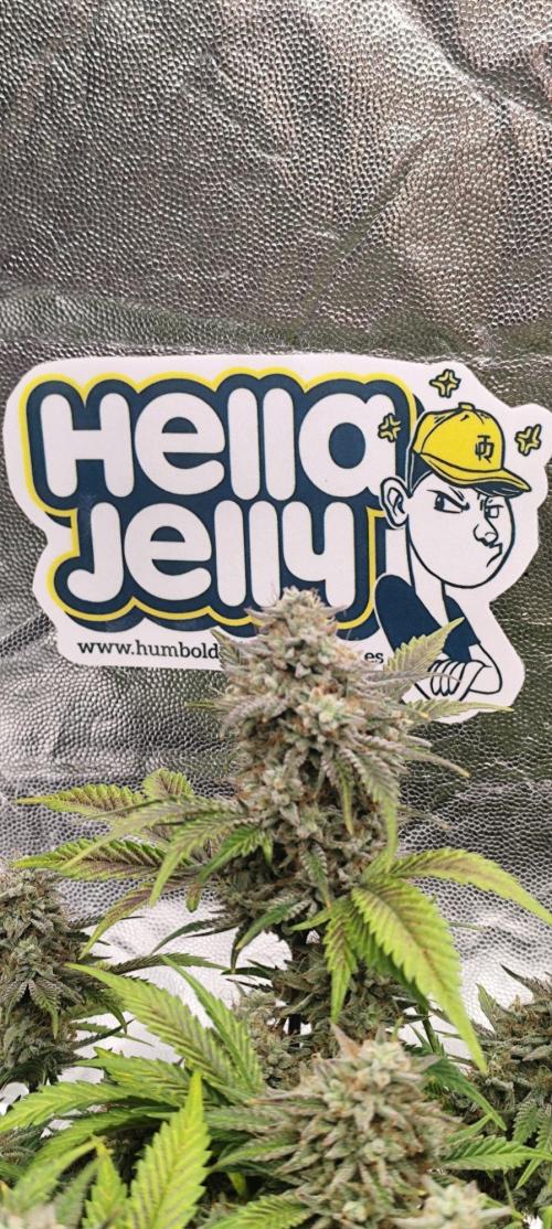 Hella Jelly Auto 🍯🌿. Week 9 - 19.08.2026