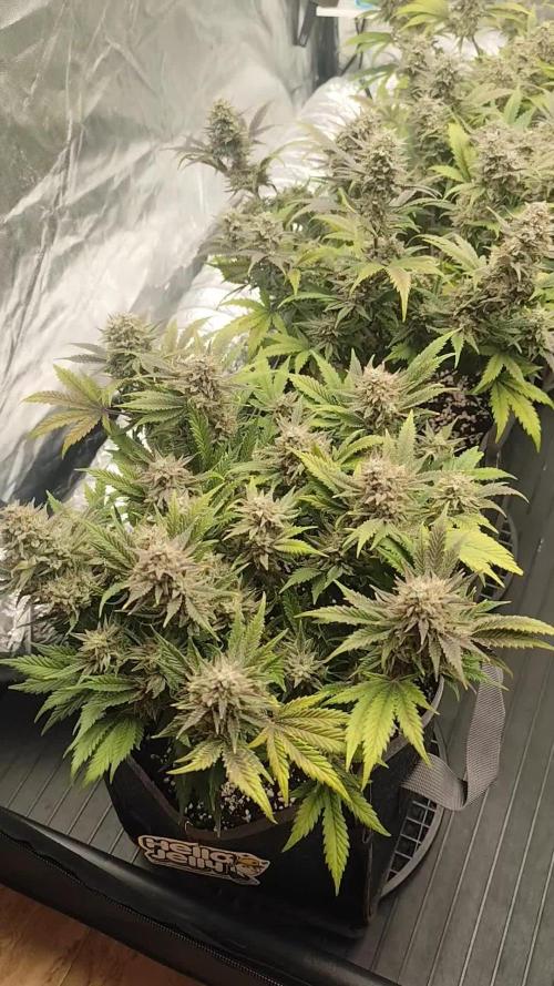 Hella Jelly Auto 🍯🌿