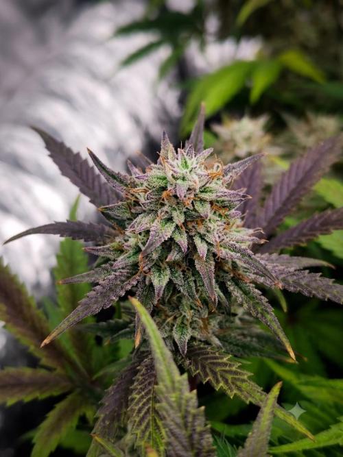 Hella Jelly Auto 🍯🌿. Week 9 - 🍬🍯Hella Jelly Auto - HUMBOLDT SEED COMPANY - 19.08.2026 - 6° semana floración 