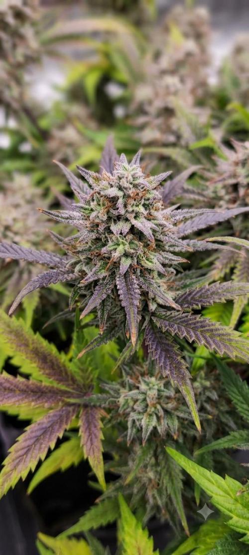 Hella Jelly Auto 🍯🌿. Week 9 - 🍬🍯Hella Jelly Auto - HUMBOLDT SEED COMPANY - 19.08.2026 - 6° semana floración 